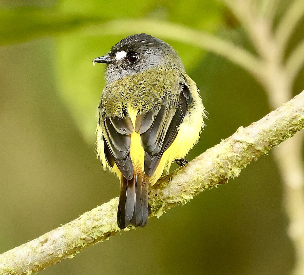 Ornate Flycatcher - ML623261952