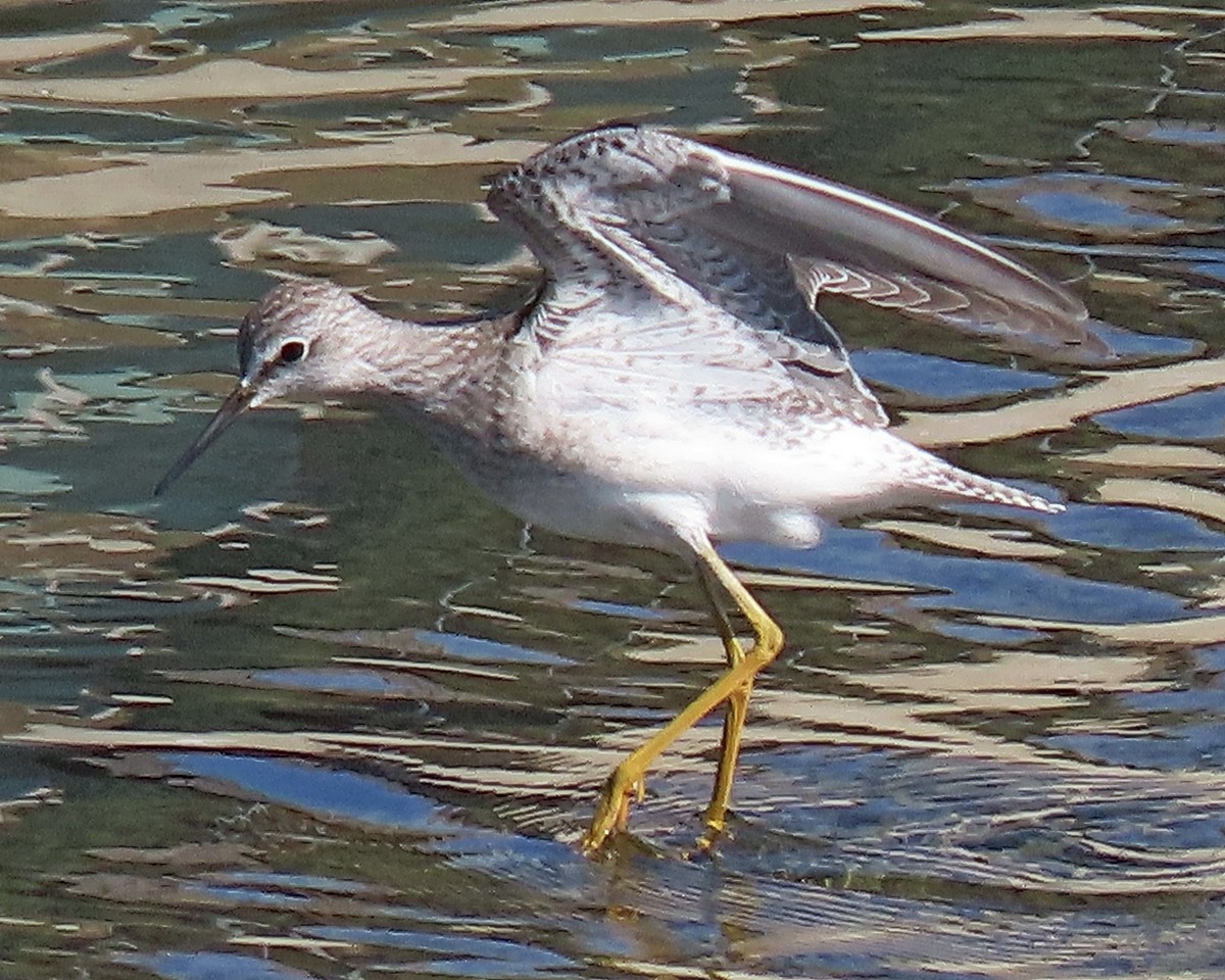 gulbeinsnipe - ML623261997