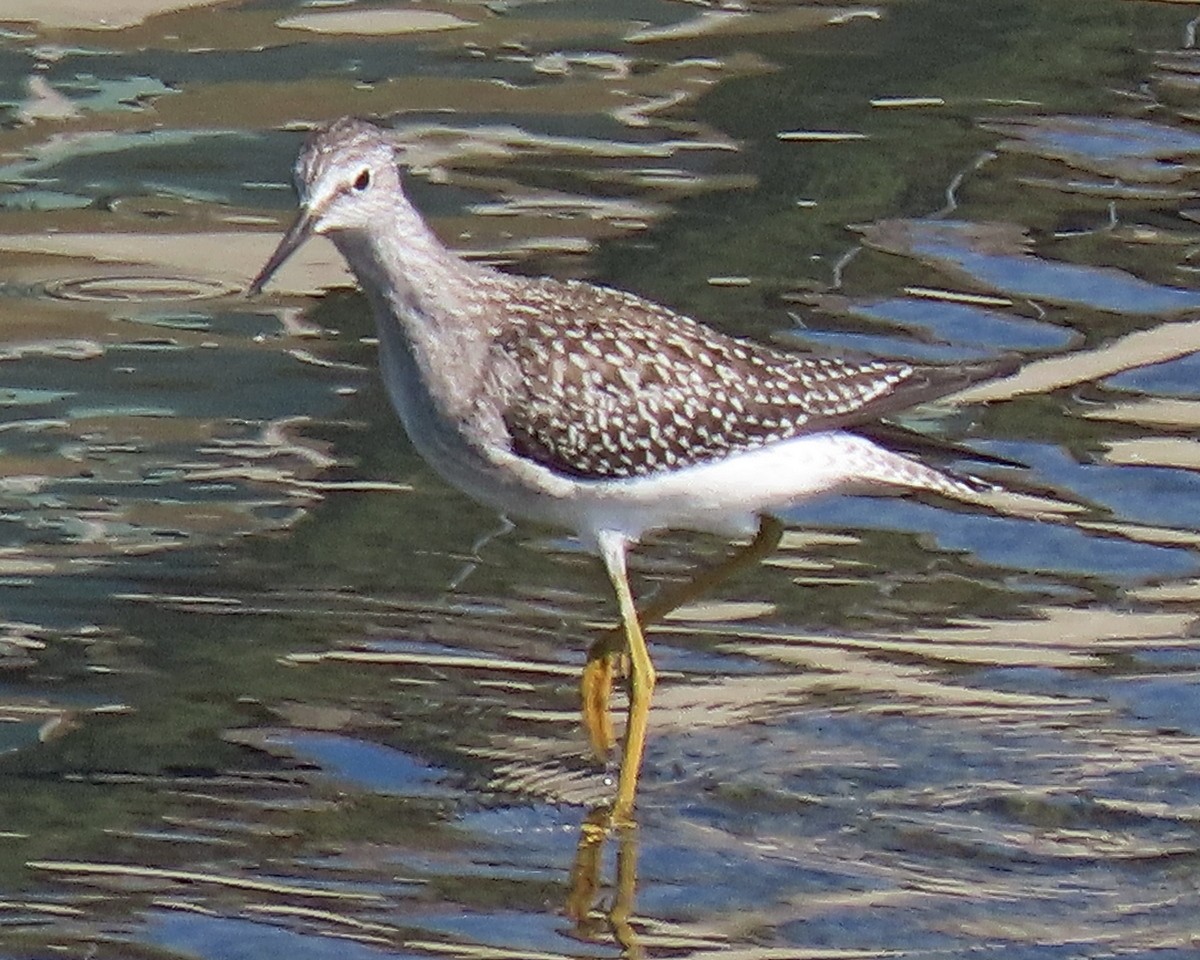 Lesser Yellowlegs - greg slak