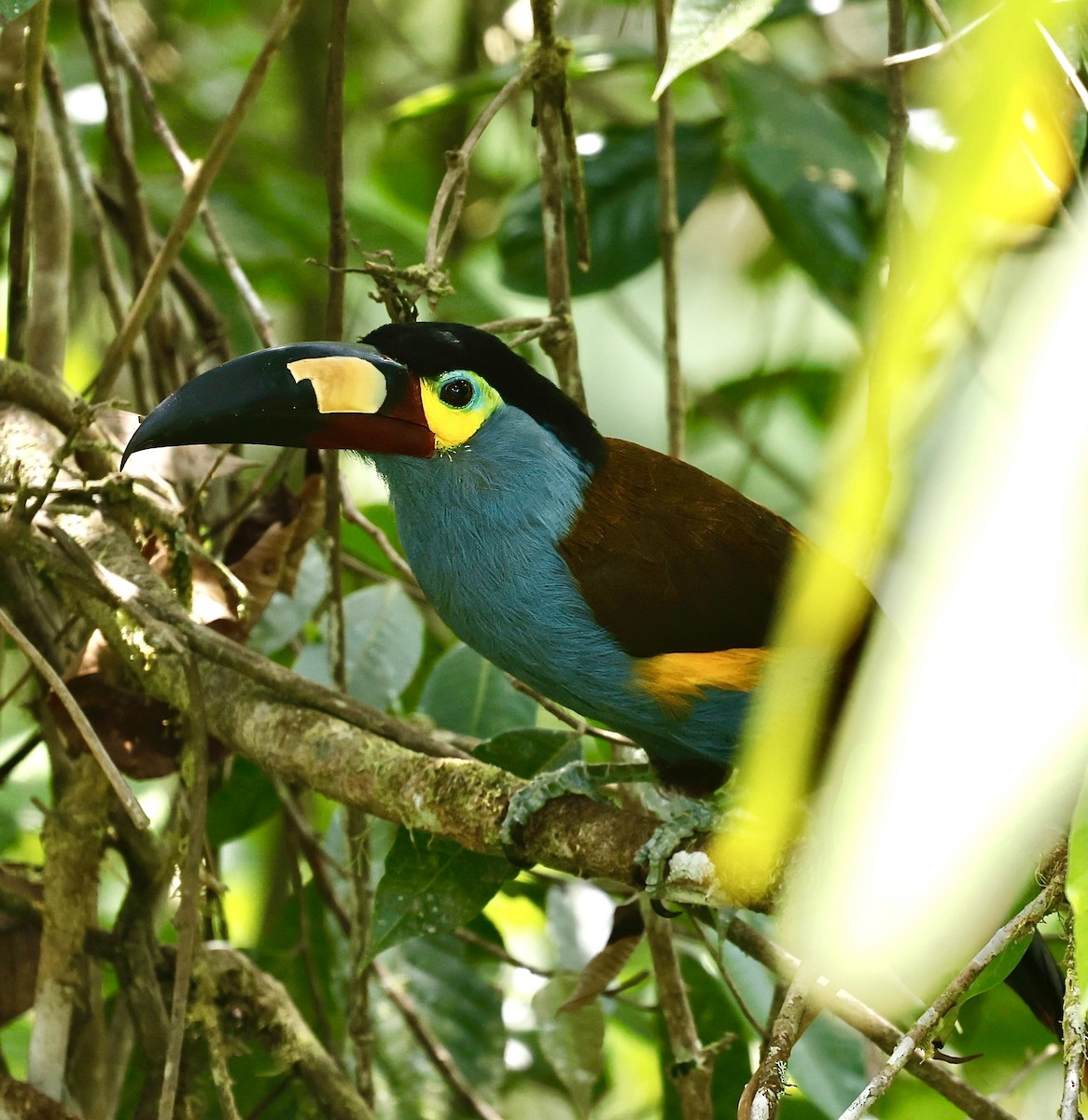 Toucan montagnard - ML623262038