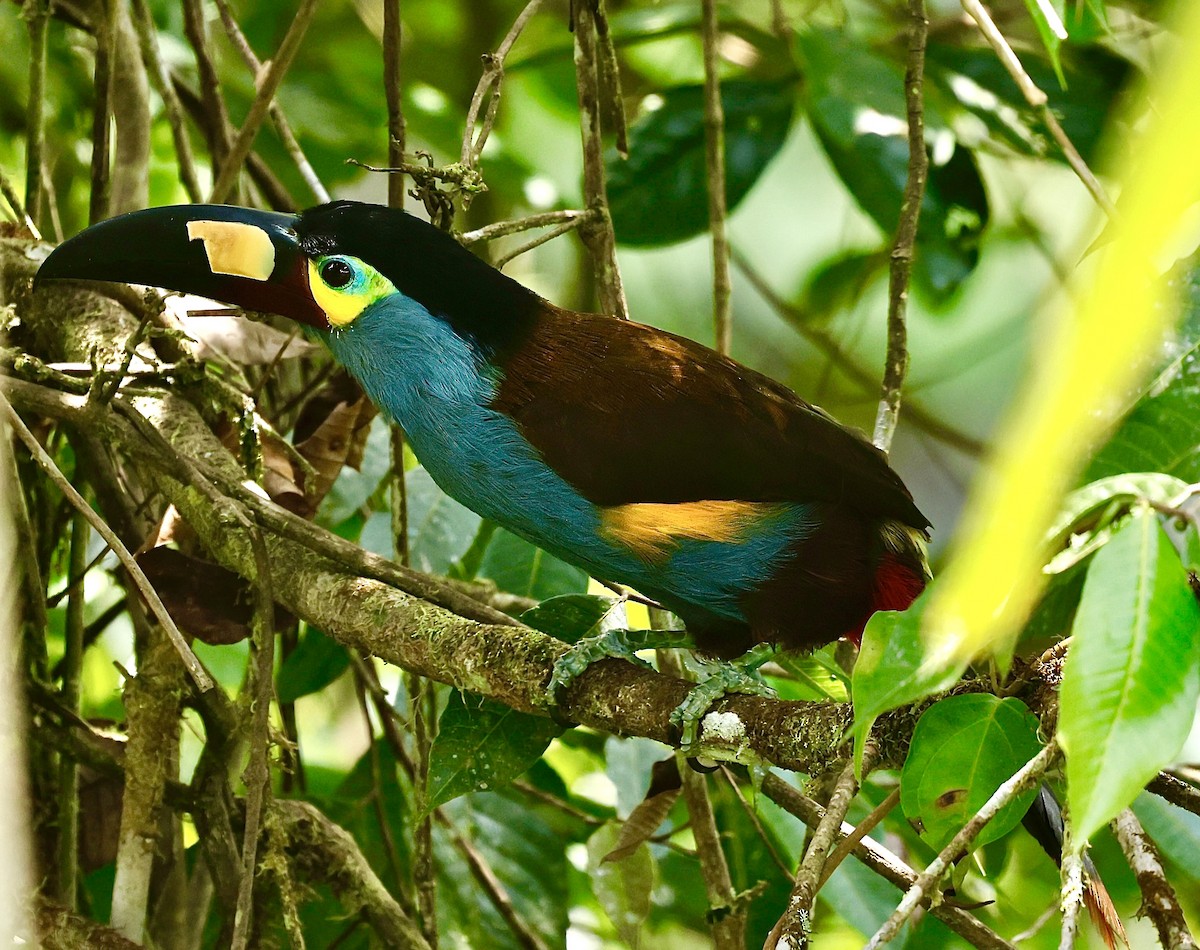 Plate-billed Mountain-Toucan - ML623262039