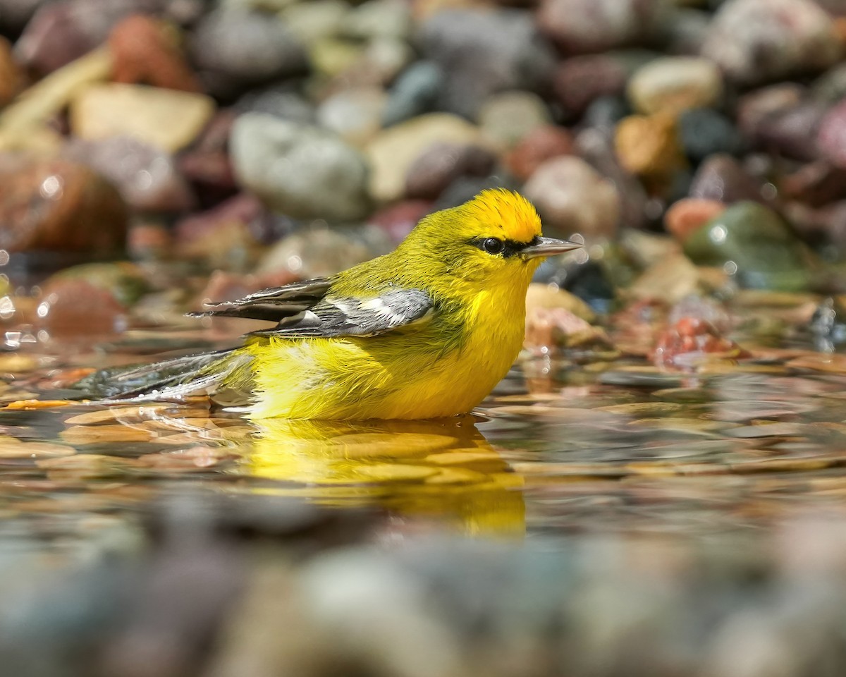 Blue-winged Warbler - ML623262055