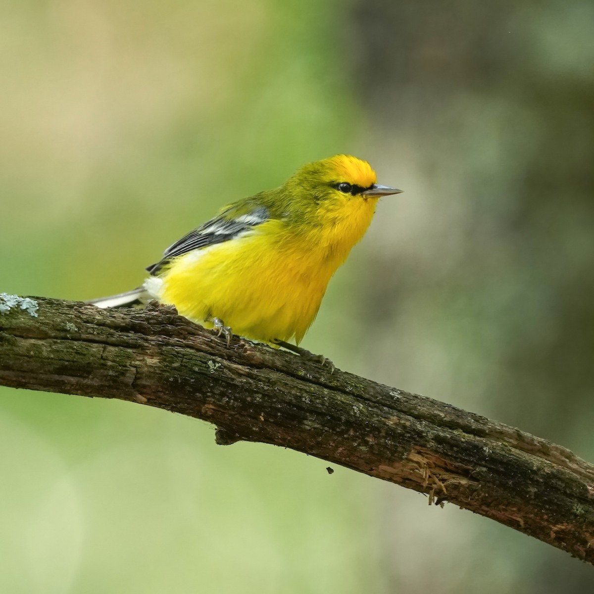 Blue-winged Warbler - ML623262056