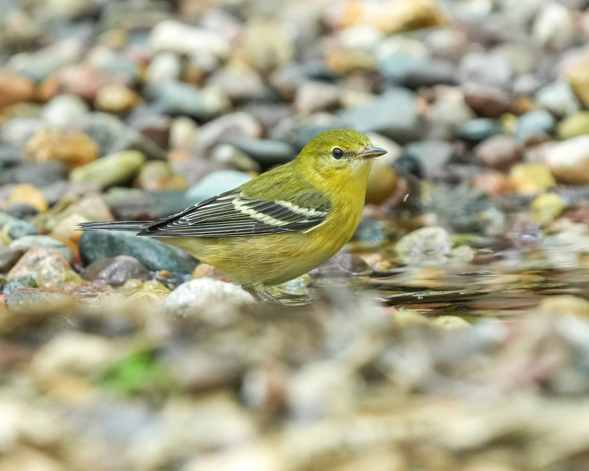 Bay-breasted Warbler - Andy Raupp