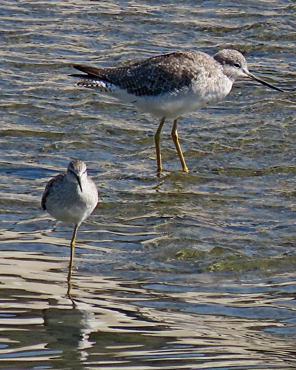 gulbeinsnipe - ML623262072