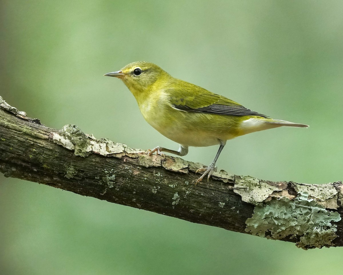 Tennessee Warbler - ML623262078