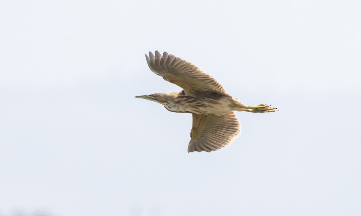 American Bittern - ML623262104