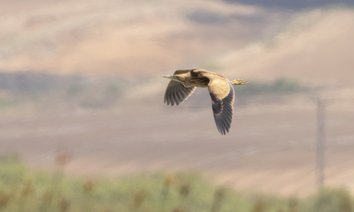 American Bittern - ML623262105