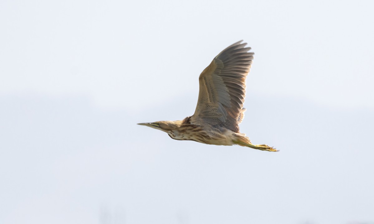 American Bittern - ML623262106