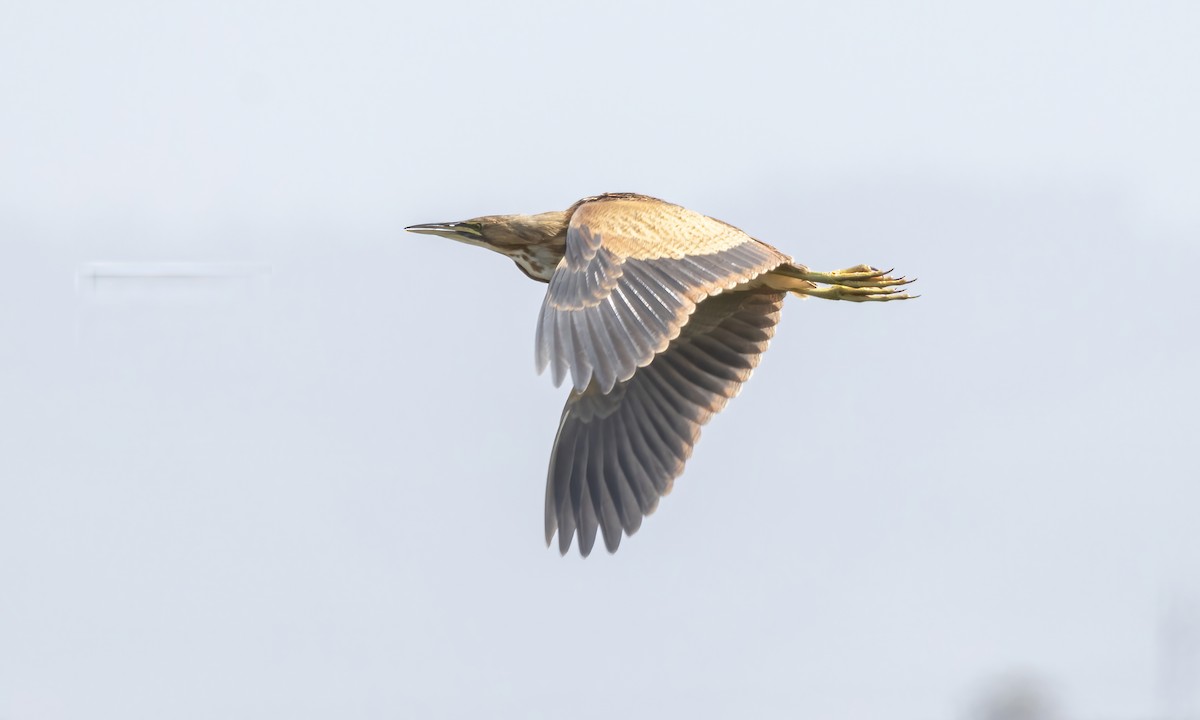 American Bittern - ML623262107