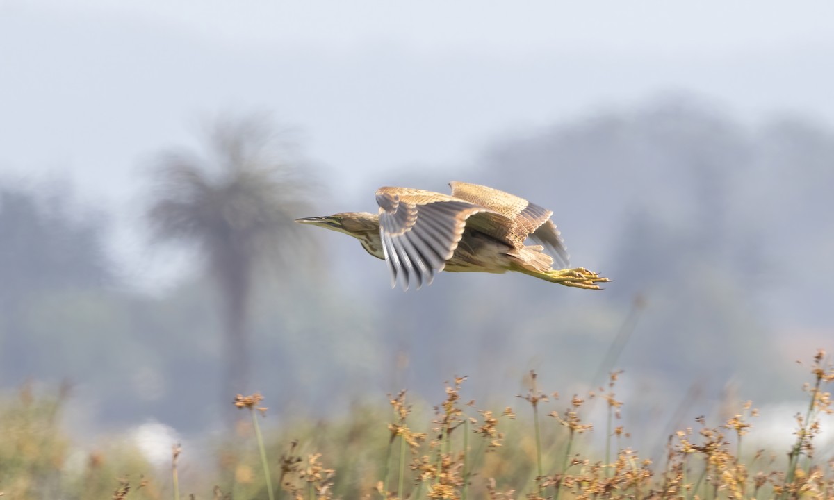 American Bittern - Paul Fenwick