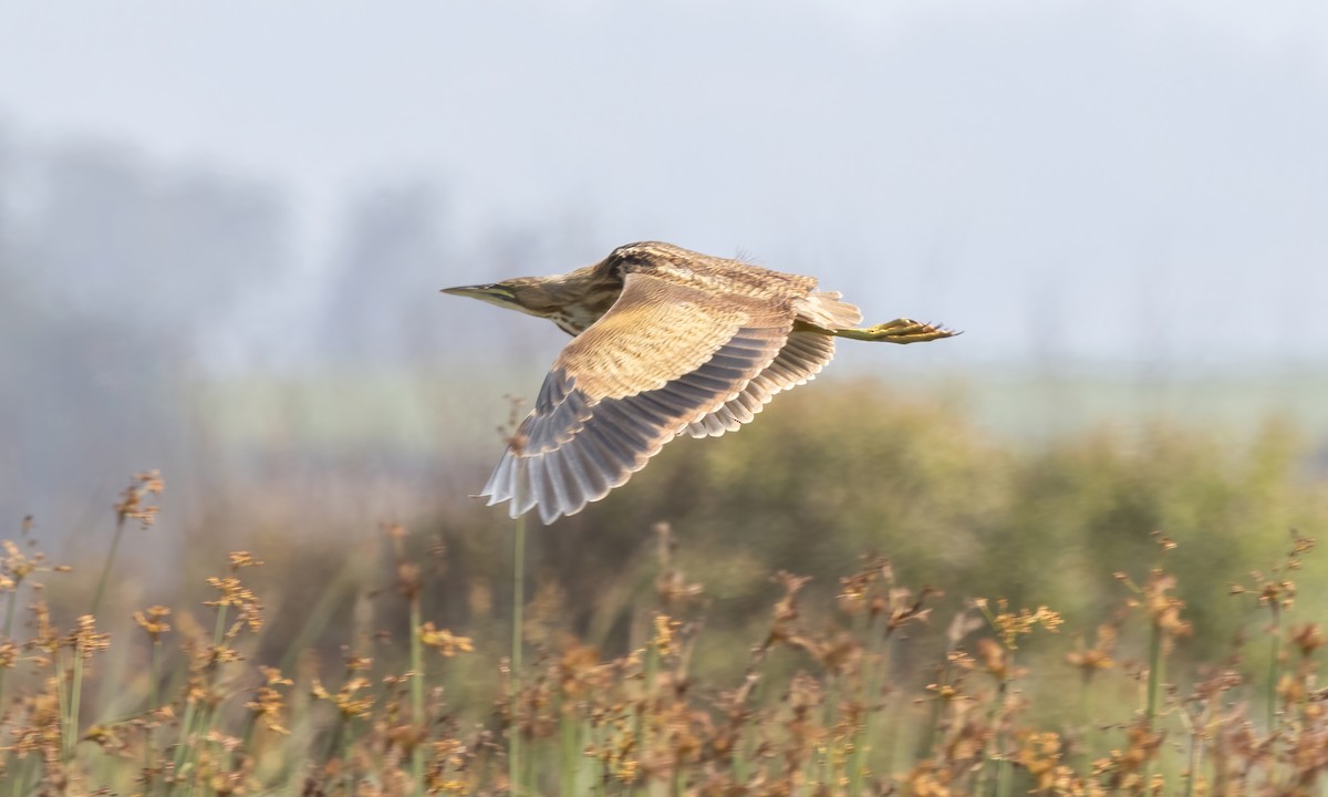 American Bittern - ML623262110