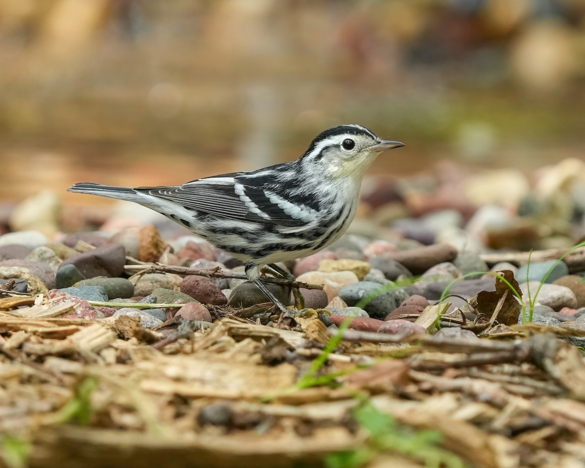 Black-and-white Warbler - ML623262112