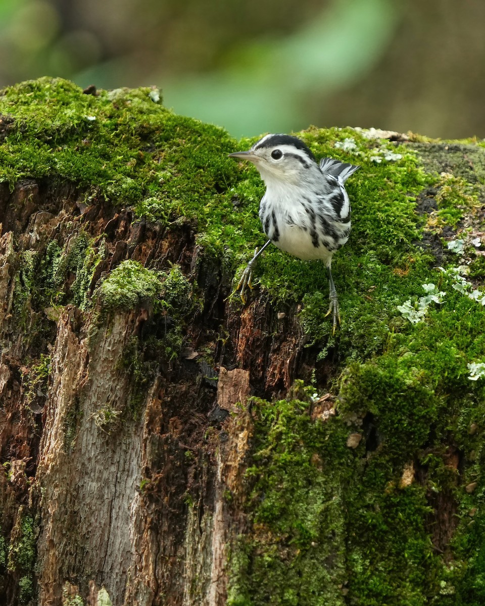 Black-and-white Warbler - ML623262113