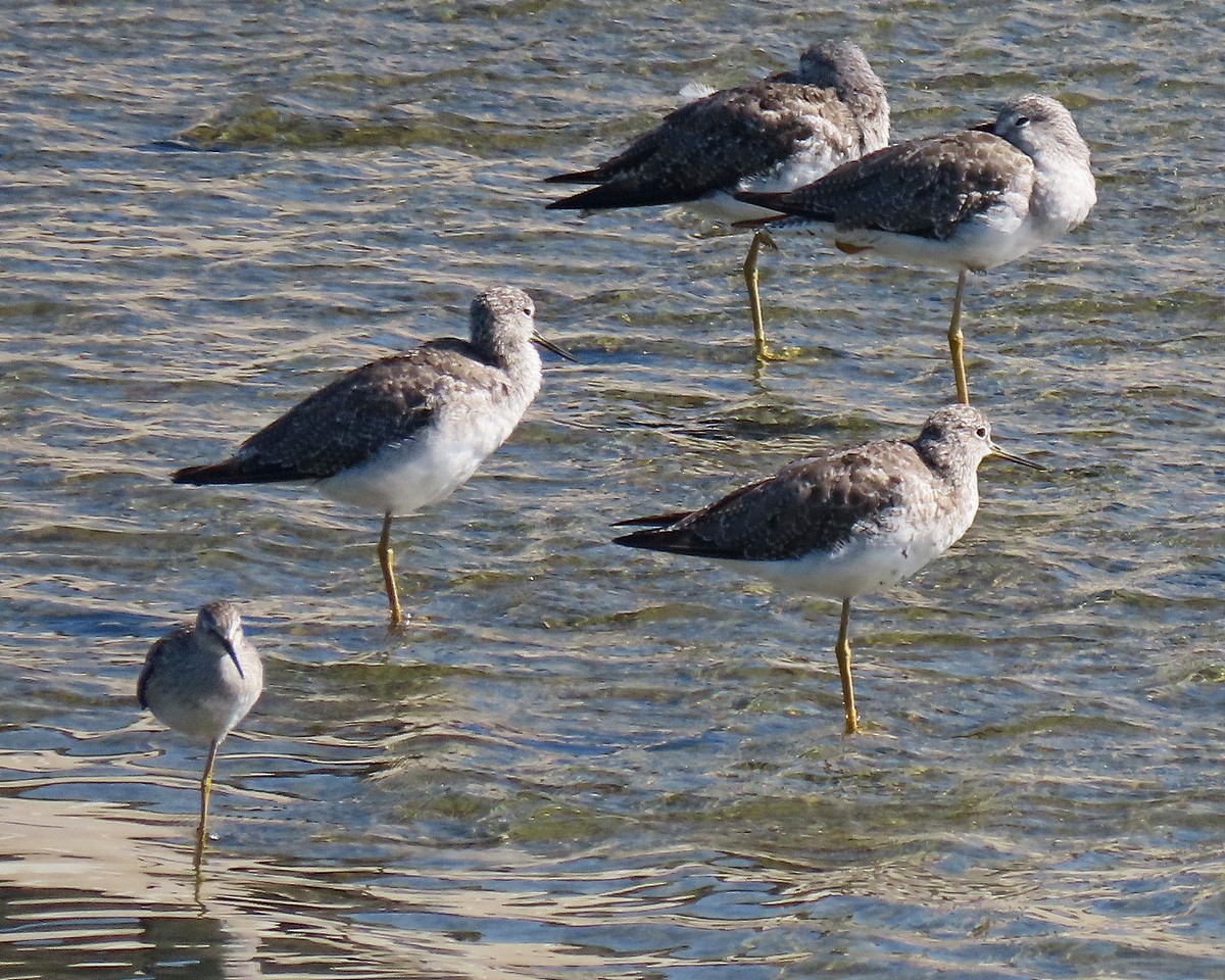 gulbeinsnipe - ML623262126