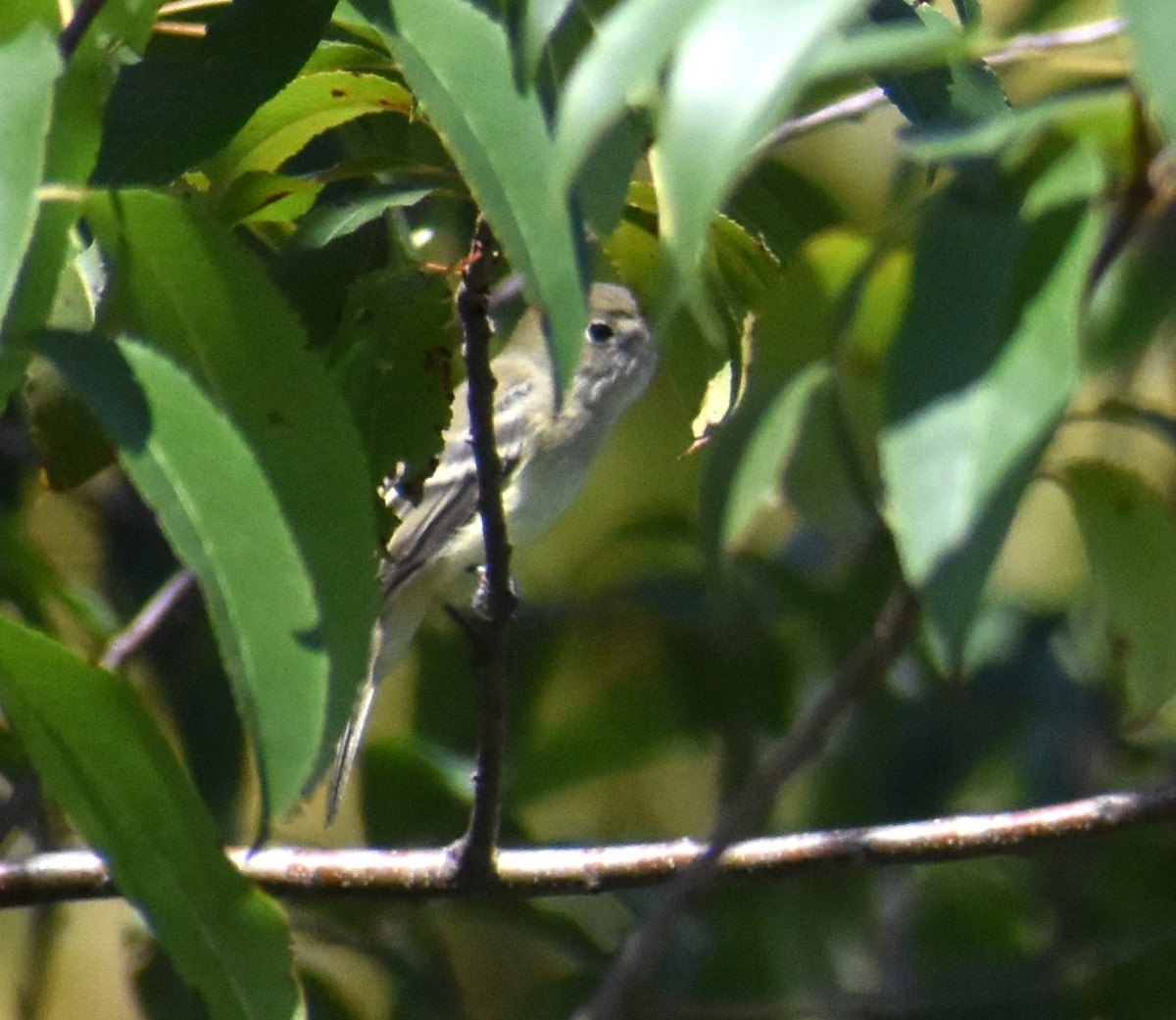 Empidonax sp. - ML623262167