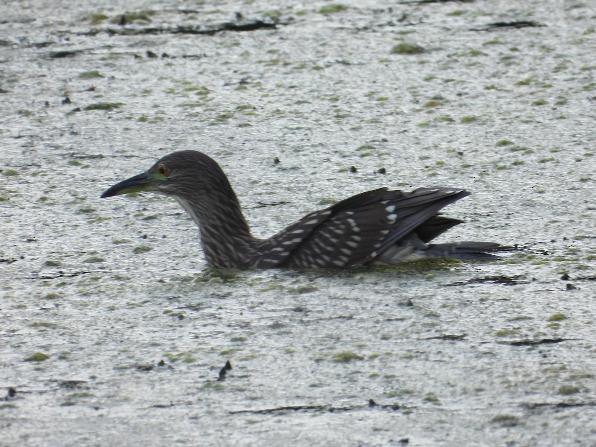 Black-crowned Night Heron - ML623262212