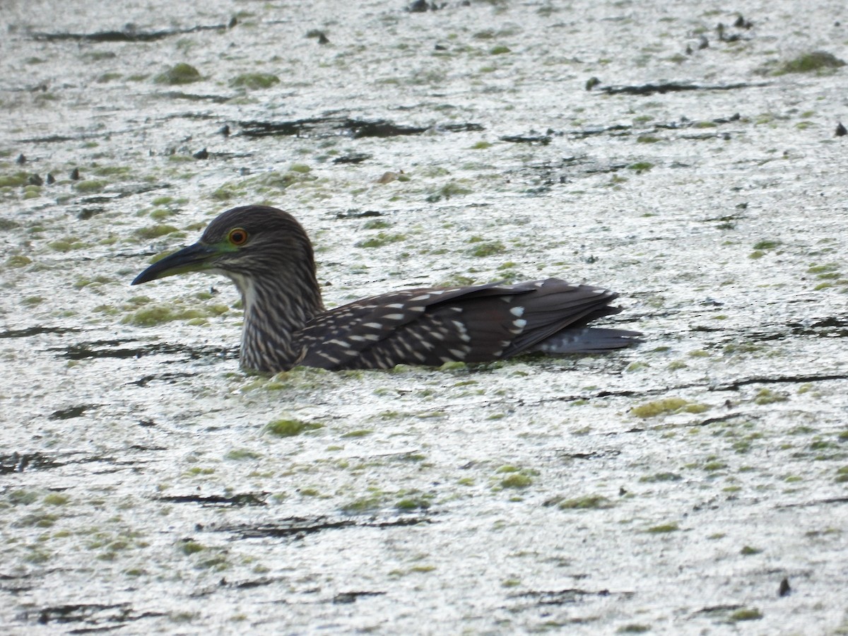 Black-crowned Night Heron - ML623262218