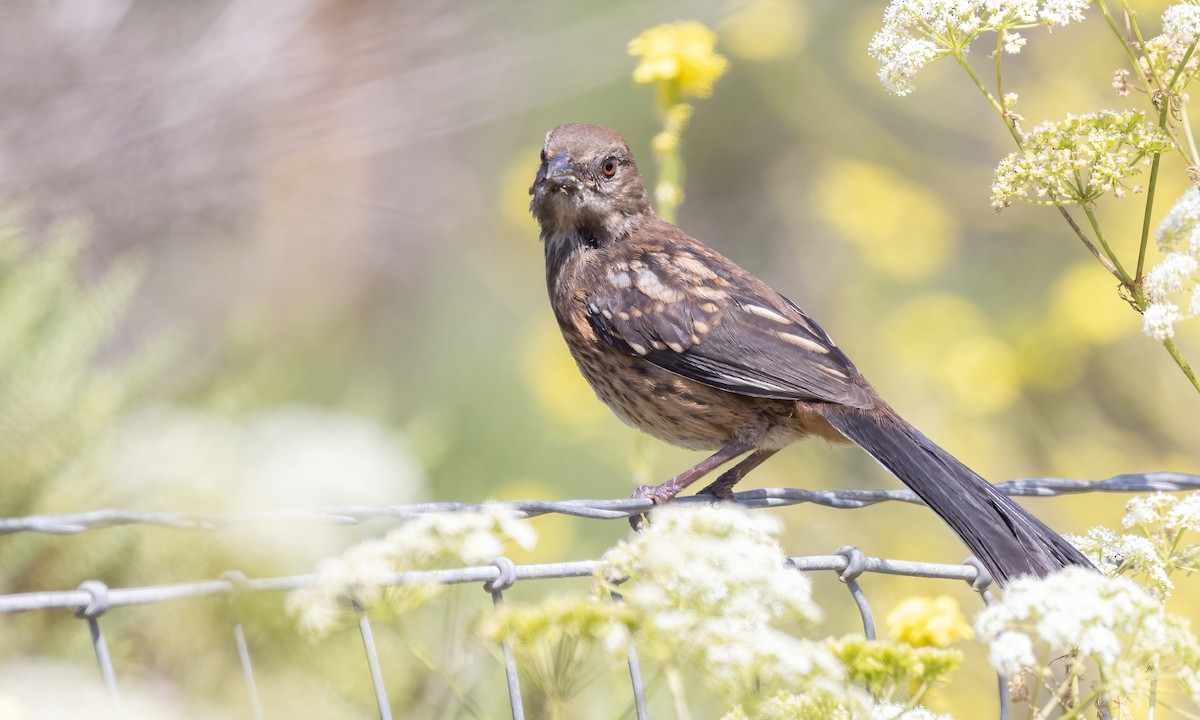 Spotted Towhee (oregonus Group) - ML623262223