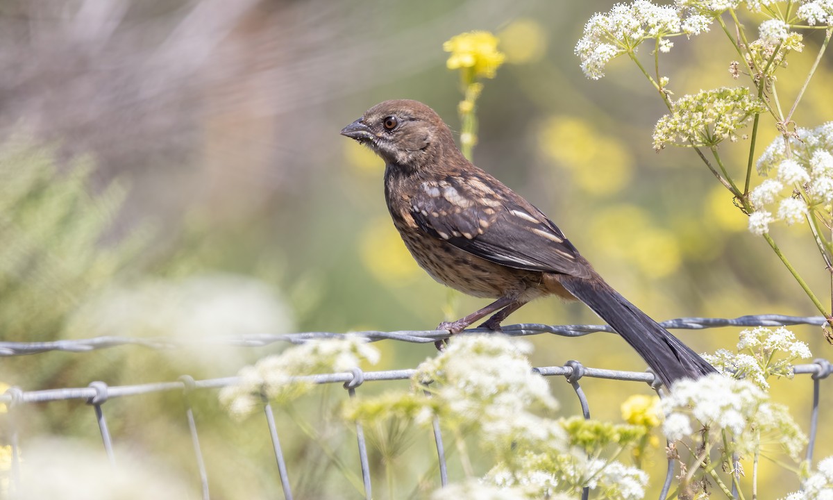 Spotted Towhee (oregonus Group) - ML623262224