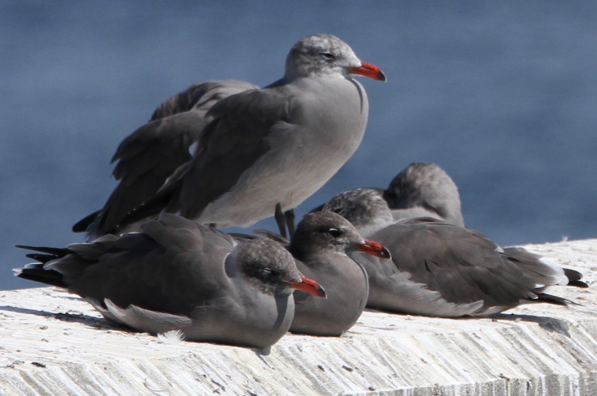 Heermann's Gull - ML623262240