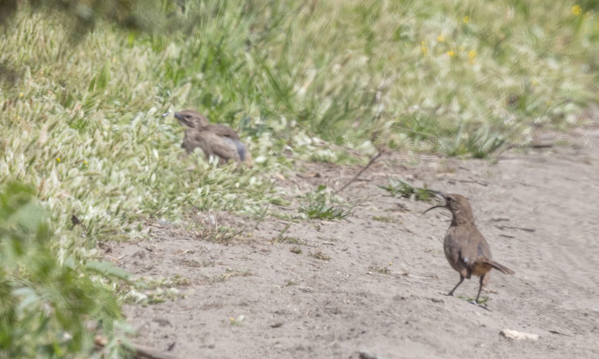 California Thrasher - ML623262259