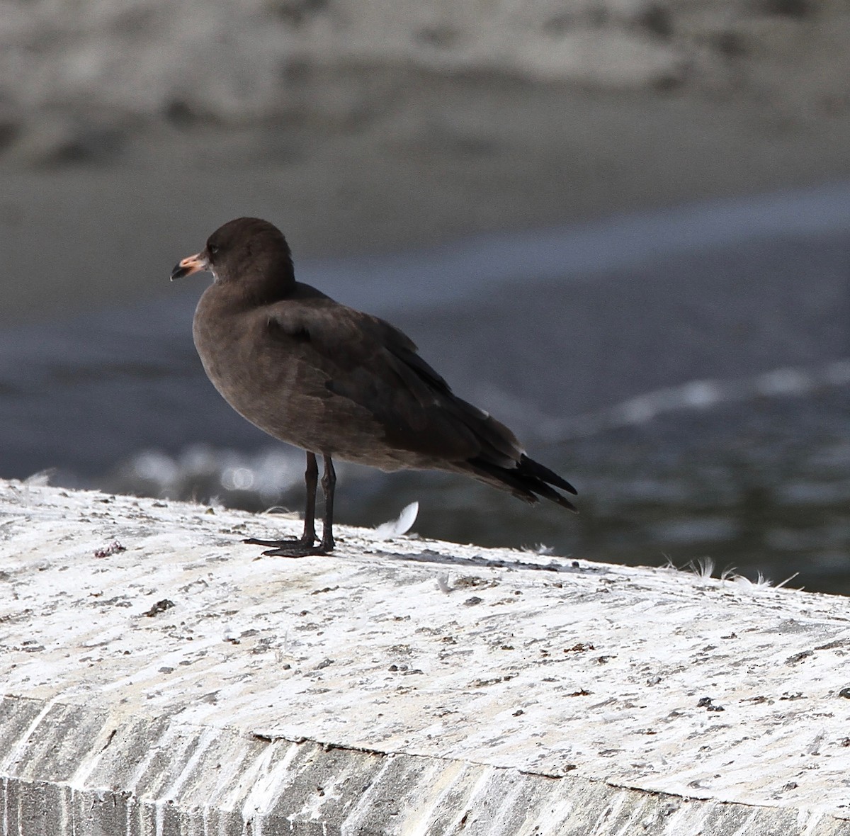 Heermann's Gull - ML623262266