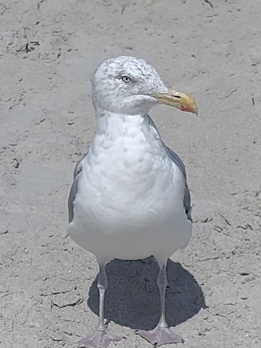 Gaviota Argéntea (americana) - ML623262305