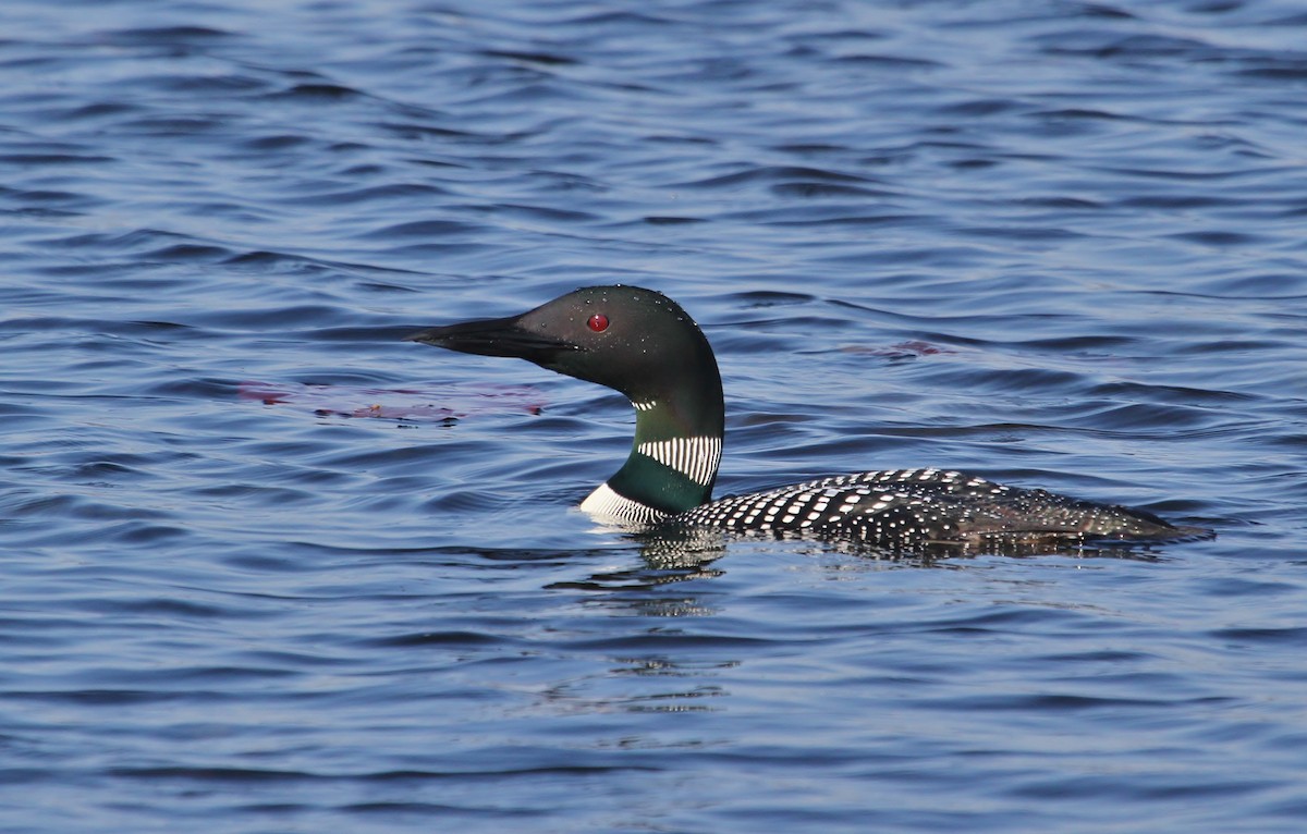 Common Loon - ML623262394