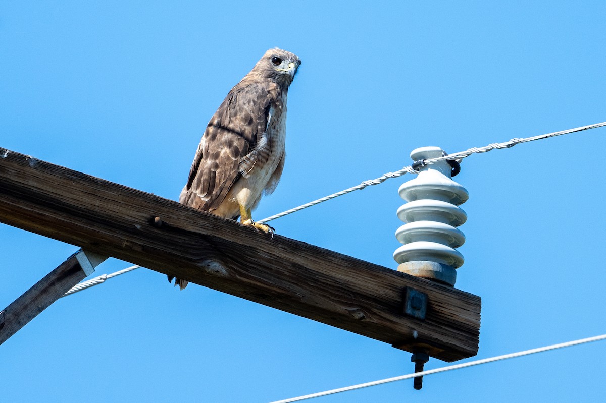 Swainson's Hawk - ML623262397