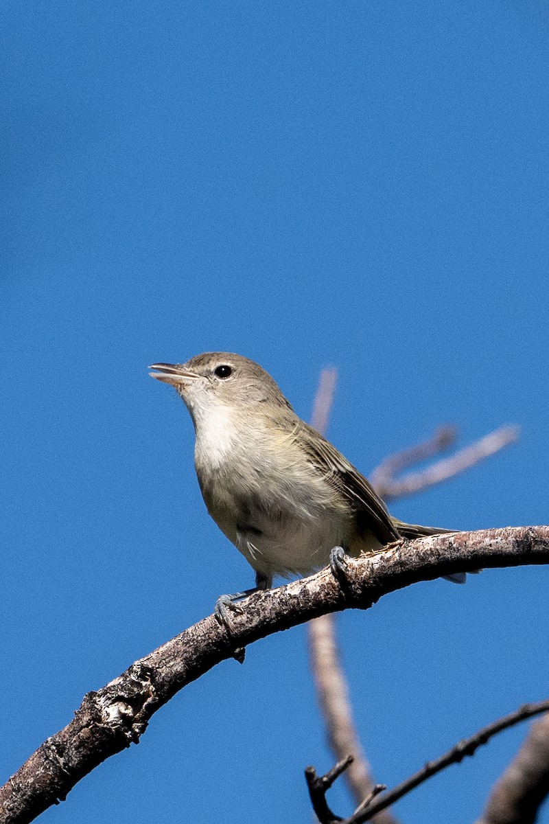 Bell's Vireo - Joe Mahaffey