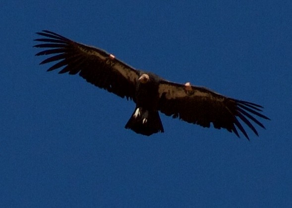 California Condor - ML623262438