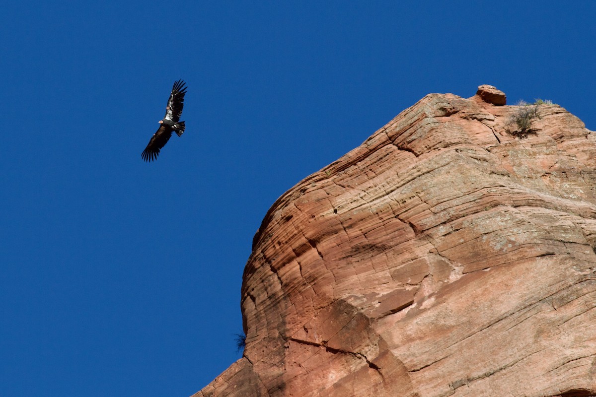 California Condor - ML623262455