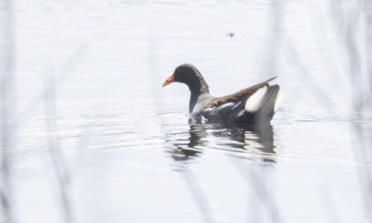 Common Gallinule - Paul Fenwick