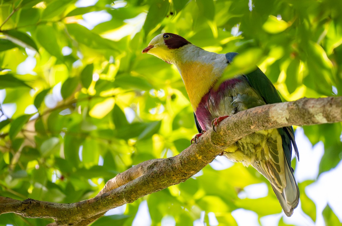 Yellow-breasted Fruit-Dove - ML623262529