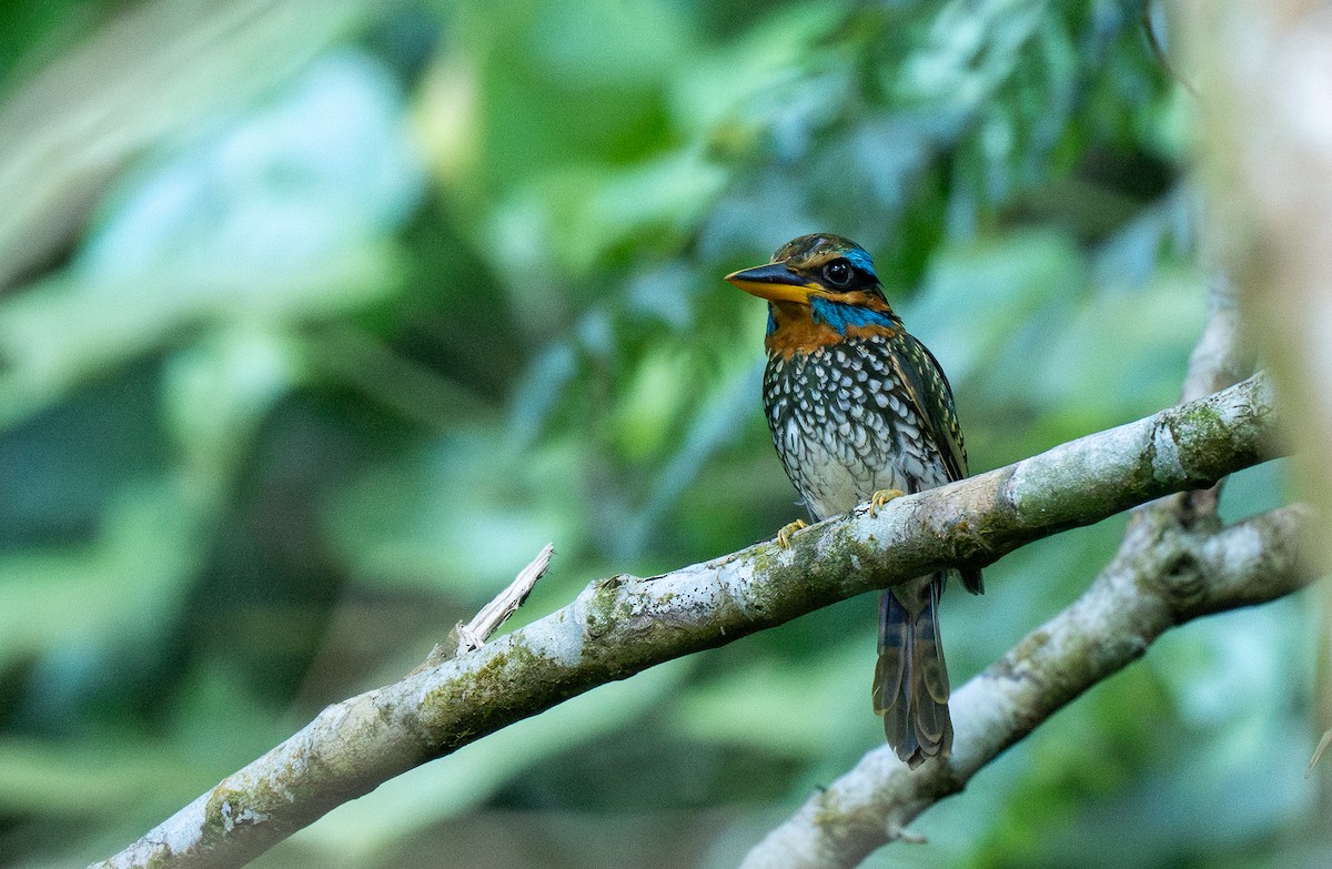 Spotted Kingfisher - ML623262577