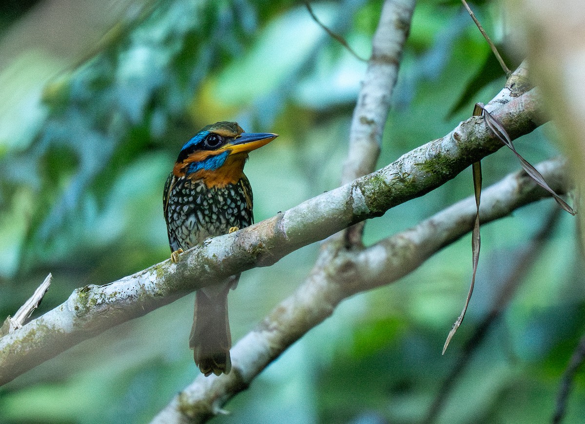 Spotted Kingfisher - ML623262578