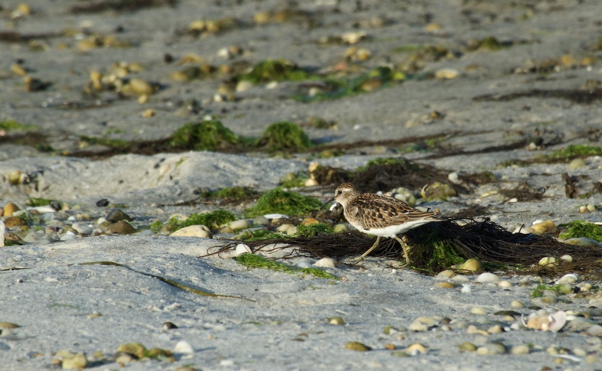 Least Sandpiper - ML623262583