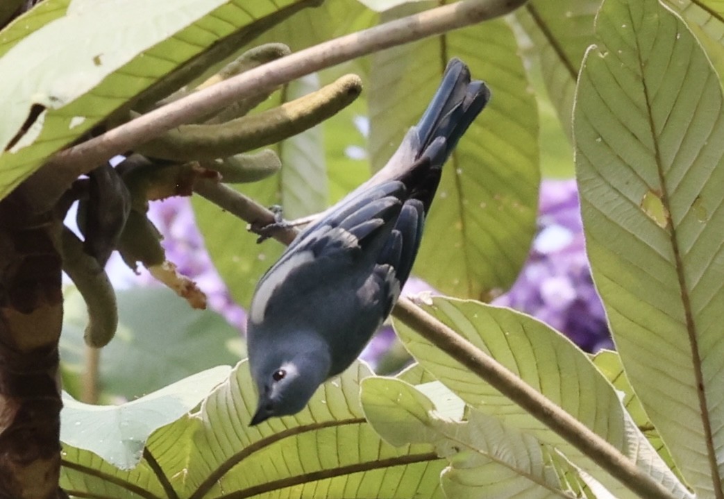 Blue-gray Tanager (White-edged) - ML623262594