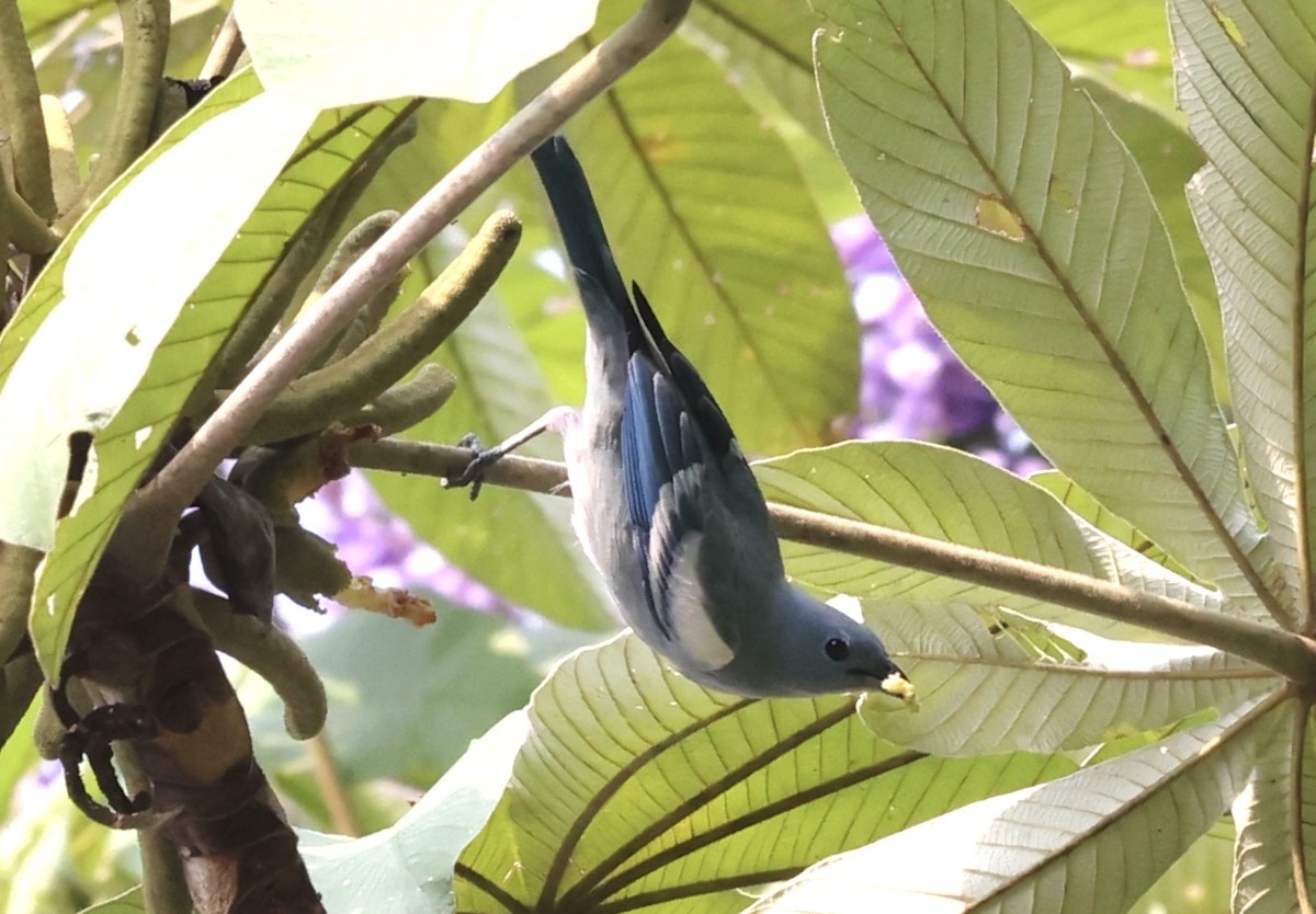 Blue-gray Tanager (White-edged) - ML623262595