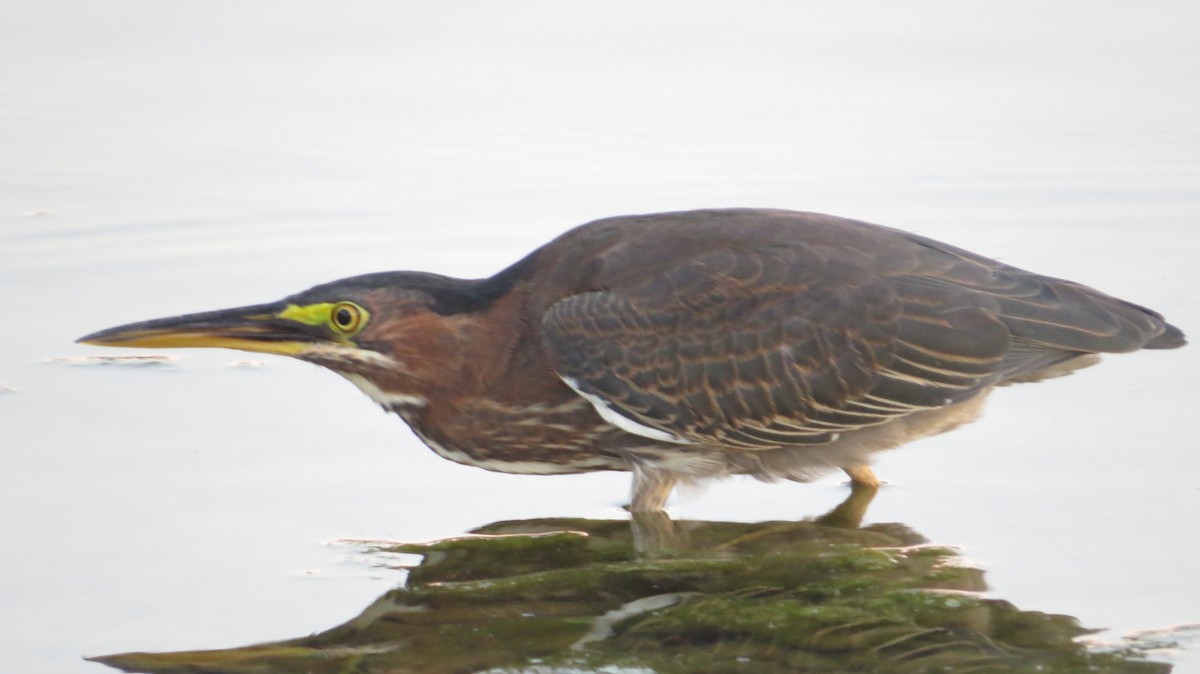Green Heron - ML623262604