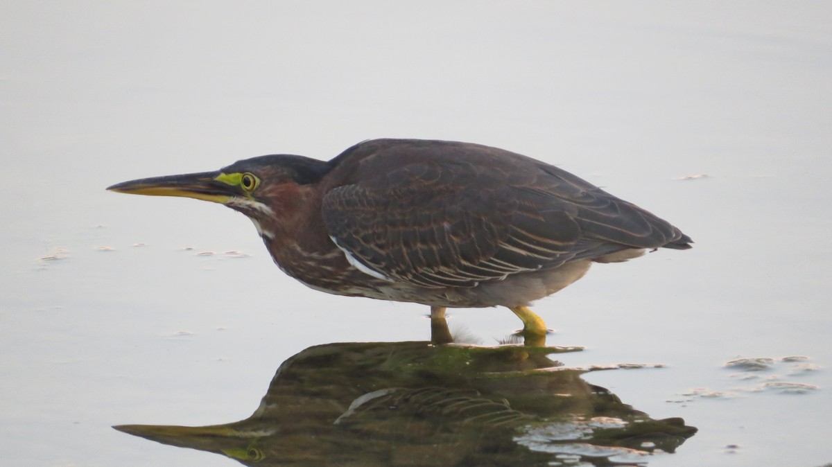 Green Heron - ML623262607
