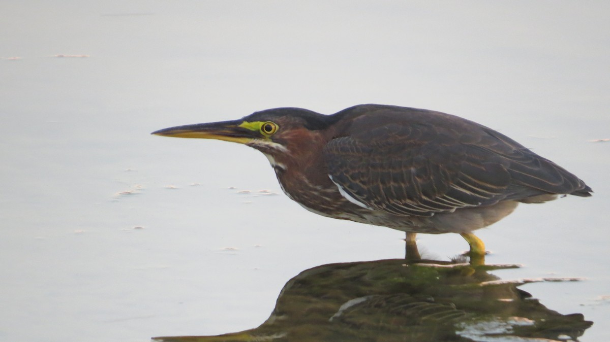 Green Heron - ML623262609