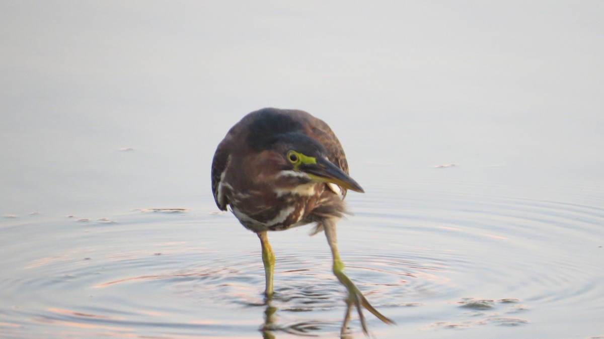 Green Heron - ML623262612