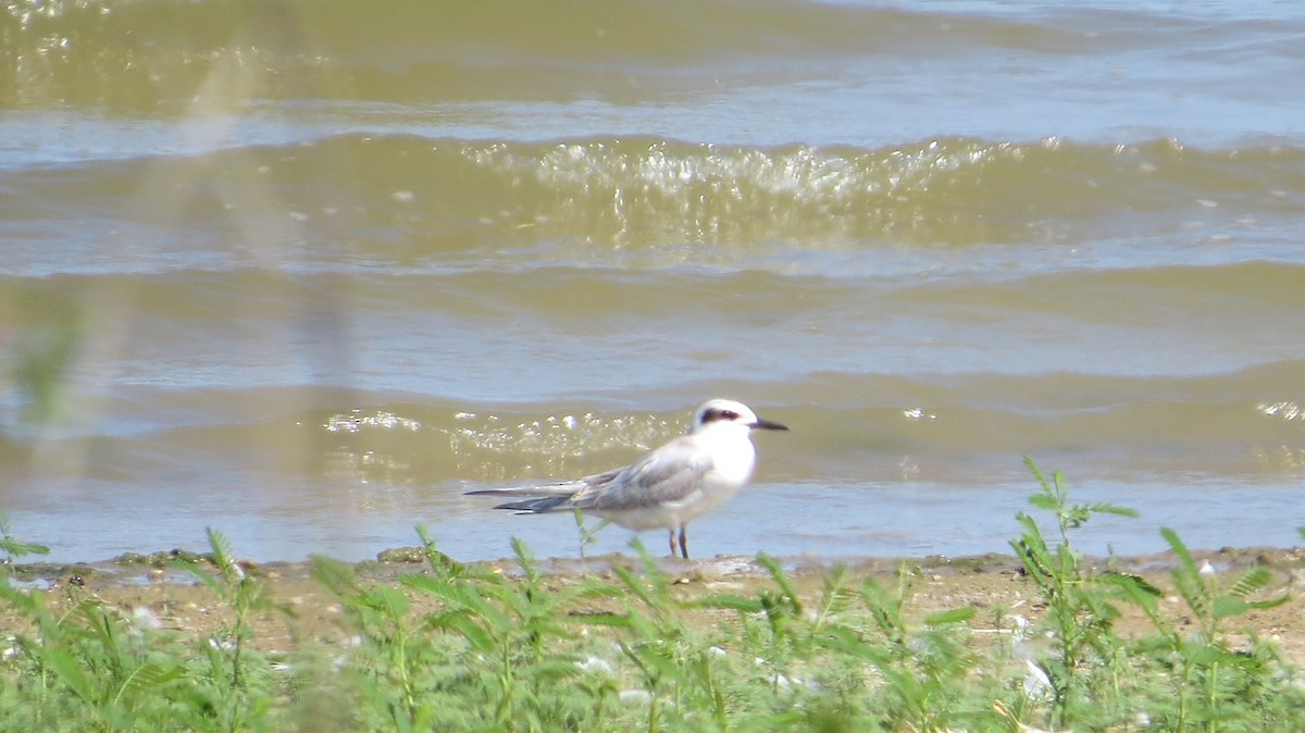 Forster's Tern - ML623262652