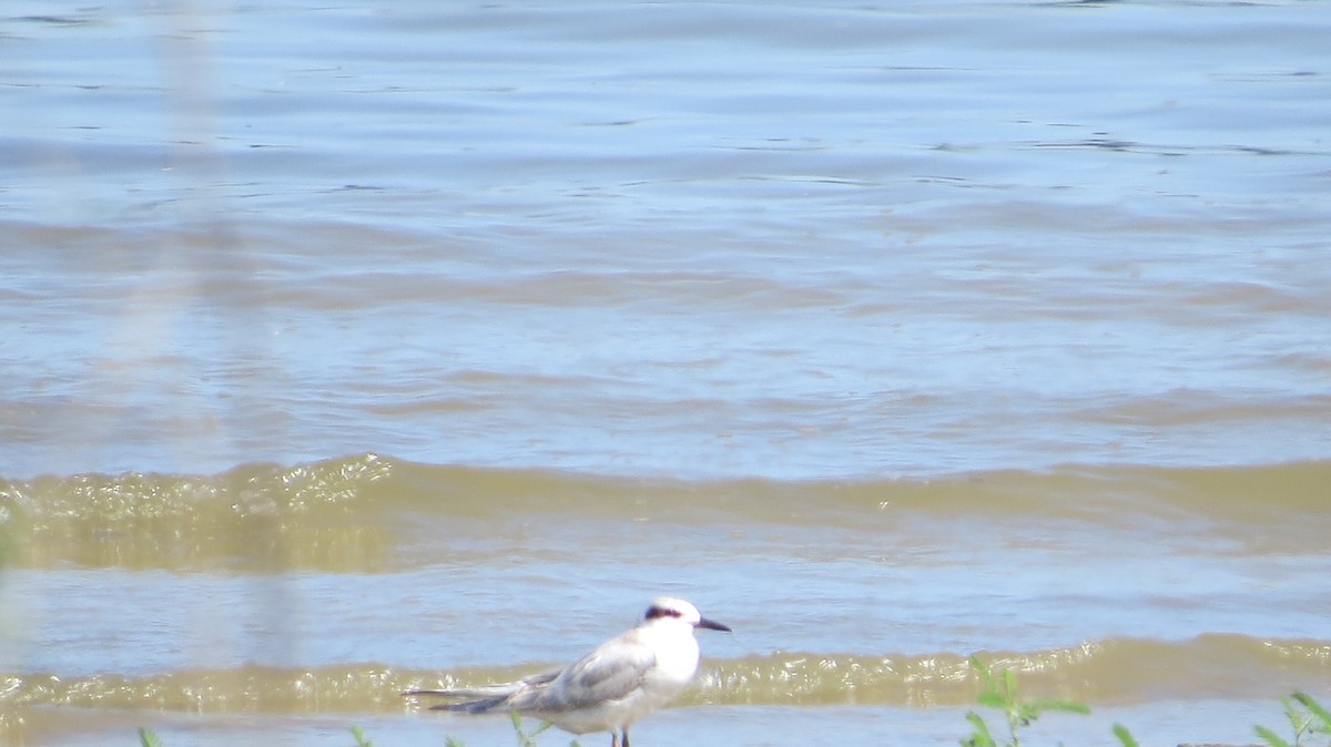 Forster's Tern - ML623262653