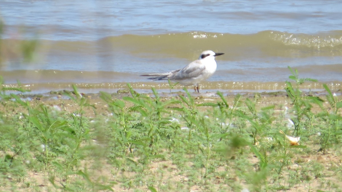 Forster's Tern - ML623262654