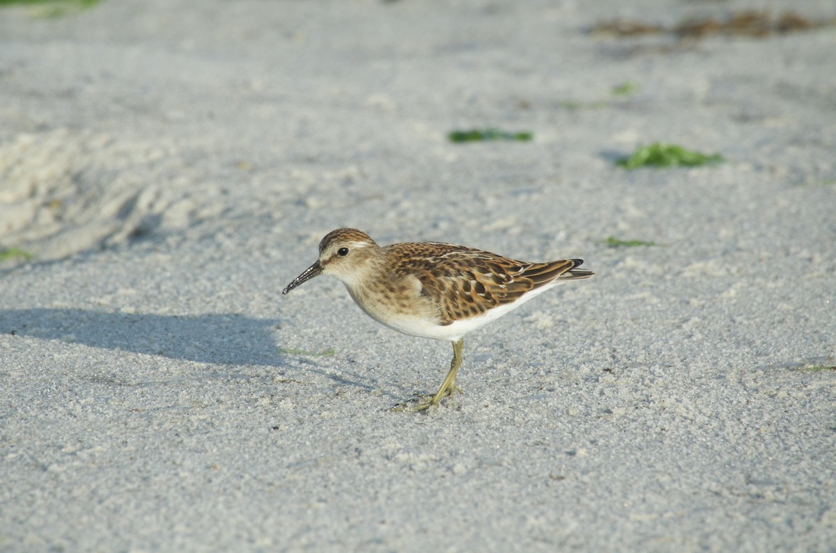 Least Sandpiper - ML623262729