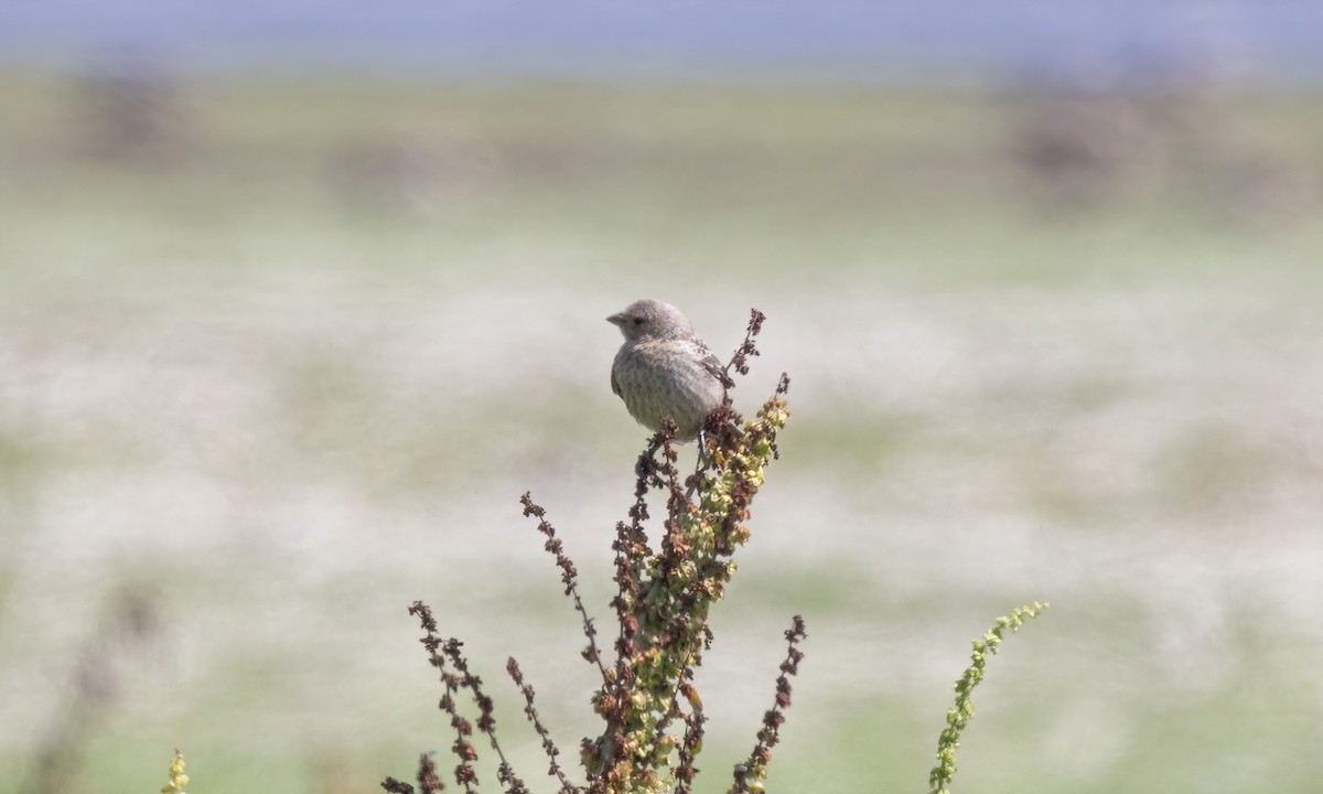 House Finch - ML623262741