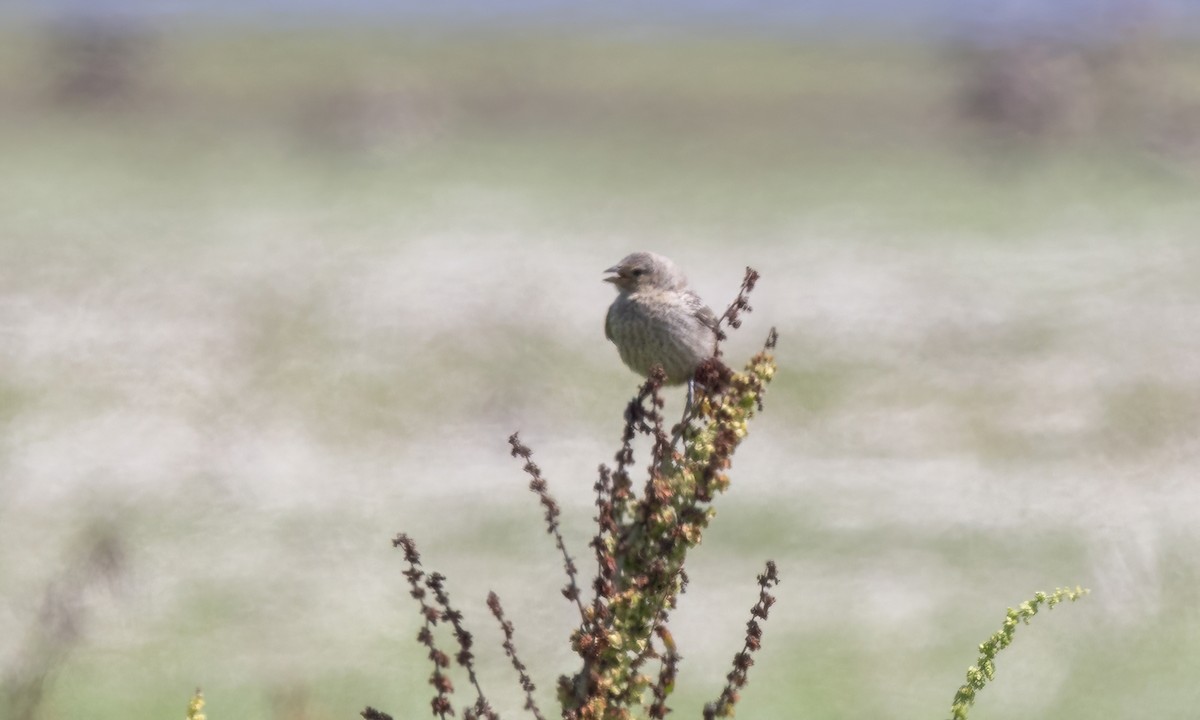 House Finch - ML623262742